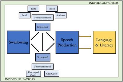 A biophysiological framework exploring factors affecting speech and swallowing in clinical populations: focus on individuals with Down syndrome